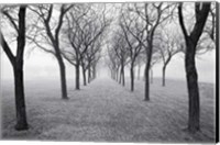 Framed Tunnel of Trees