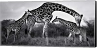 Framed Giraffe Family
