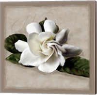 Framed Botanical Gardenia