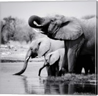 Framed Namibia Elephants