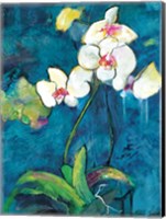 Framed Phalaenopsis II