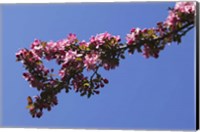 Framed Flowering Tree Branch, Blue Sky, North Carolina