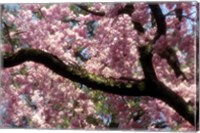 Framed Cherry Blossom Tree In Bloom In Springtime, Tokyo, Japan