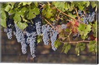 Framed Close Up Of Cabernet Sauvignon Grapes In The Haras De Pirque Vineyard, Chile, South America