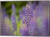 Framed Lupine Near Silver Bay, Northeastern Minnesota 1