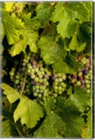 Framed Pinot Grapes In Veraison In Vineyard In The Okanogan Valley, Washington