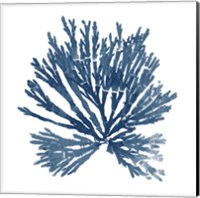 Framed 'Pacific Sea Mosses Blue on White II' border=