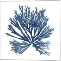 Framed 'Pacific Sea Mosses Blue on White II' border=