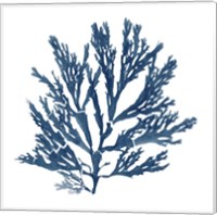 Framed 'Pacific Sea Mosses Blue on White I' border=