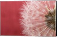 Framed Dandelion on Red III