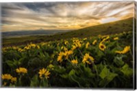 Framed Sunflower Field