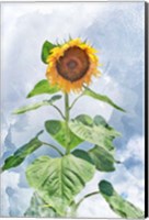 Framed Summer Sunflower