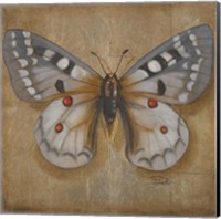 Framed Butterfly II