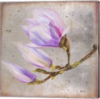 Framed 'Magnolia on Silver Leaf I' border=