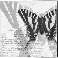 Framed Butterflies Studies II