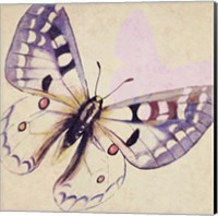 Framed Lavender Butterfly on Cream