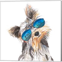 Framed Yorkie with Shades