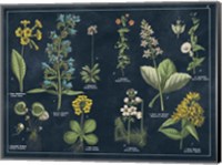 Framed Botanical Floral Chart I Dark Blue