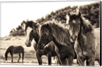 Framed Horses Three Sepia