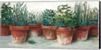 Framed Pots of Herbs II White