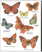 Framed 'Botanical Butterflies Postcard IV White' border=