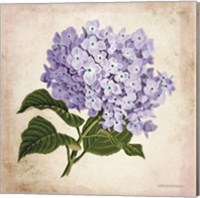 Framed Vintage Lilac