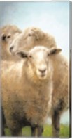 Framed Three Sheep Portrait