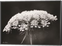 Framed Queen Anne's Lace