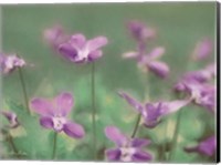 Framed Wild Violets