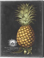 Framed Royal Brookshaw Pineapple I