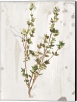 Framed Antique Earthtone Herbs II