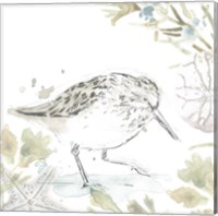 Framed 'Seaside Sandpipers III' border=