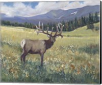 Framed Rocky Mountain Elk I