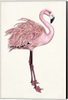 Framed Striking Flamingo I