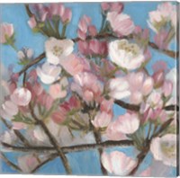 Framed Cherry Blossoms I