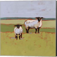 Framed Suffolk Sheep II