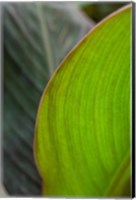 Framed Canna Leaf Close-Up 2