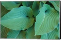 Framed Hosta Leaf Detail 5