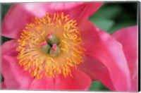 Framed Pink Peony Bloom