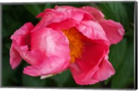 Framed Pink Peony Bloom 2