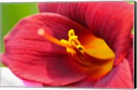 Framed Red Daylily