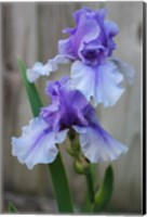Framed Lavender Iris 2