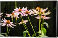 Framed Purple Coneflowers 1