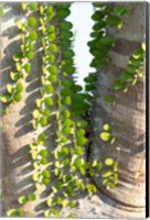 Framed Madagascar Spiny Forest, Anosy - Ocotillo Plants With Leaves Sprouting From Their Trunks