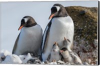 Framed Antarctica, Antarctic Peninsula, Brown Bluff Gentoo Penguin With Three Chicks
