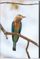 Framed India, Madhya Pradesh, Bandhavgarh National Park An Indian Roller Posing On A Tree Branch