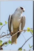 Framed India, Madhya Pradesh, Kanha National Park Portrait Of A Black-Winged Kite On A Branch