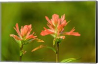 Framed Jasper National Park, Alberta, Canada Red Indian Paintbrush Wildflower