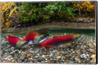 Framed British Columbia, Adams River Sockeye Salmon Split Shot