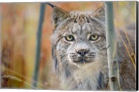 Framed Yukon, Whitehorse, Captive Canada Lynx Portrait